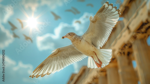 Sea gull in flight.