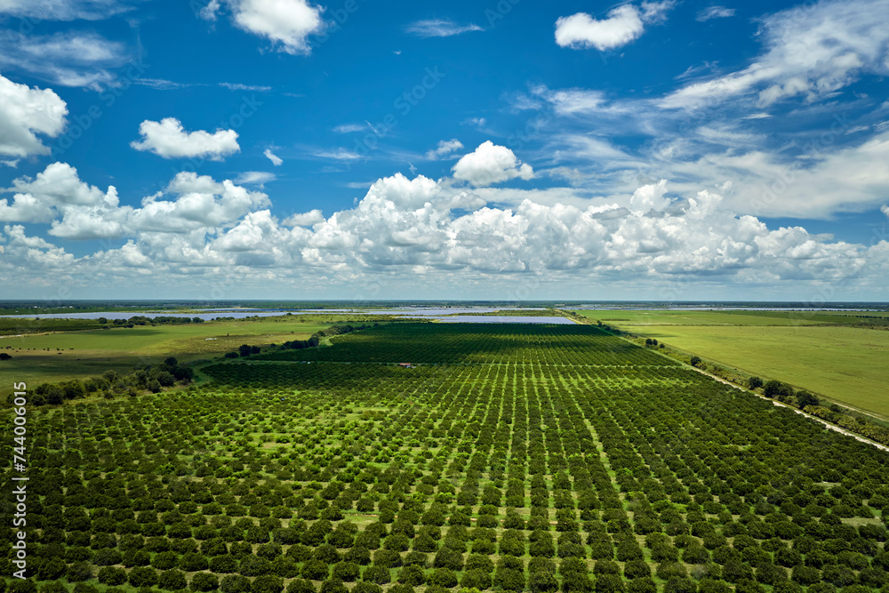 Citrus grove farmlands with rows of orange trees growing in rural Florida on a sunny day