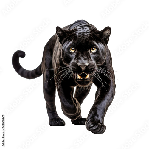 Black panther running isolated on transparent or white background