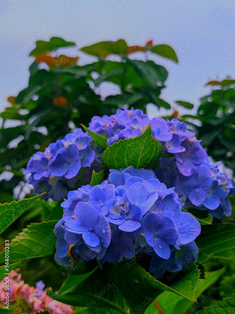 flowers in the garden