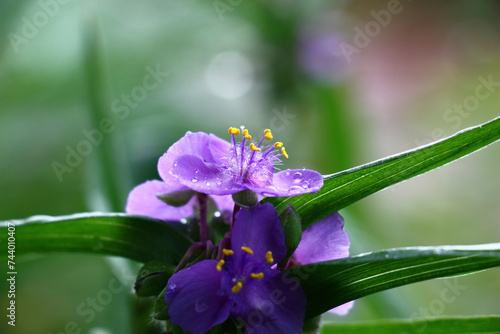 Light tradescantia flowers  blue with yellow stamens. Buds and leaves of a plant. In total in water drops after a rain.