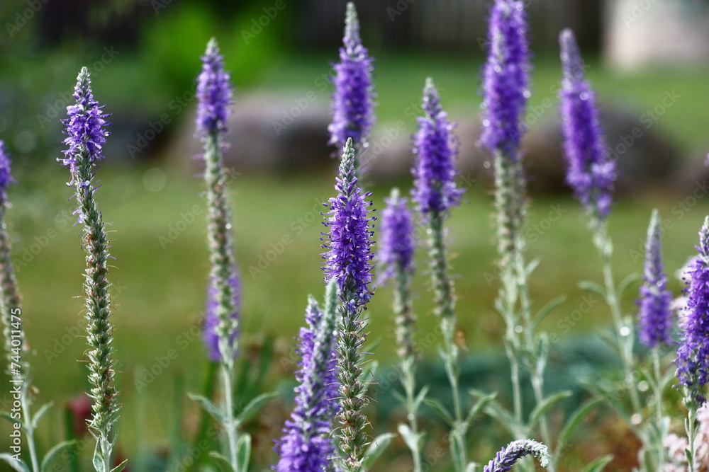 Obraz premium Blue graceful inflorescences of Veronika Alpine. A background in green tones.