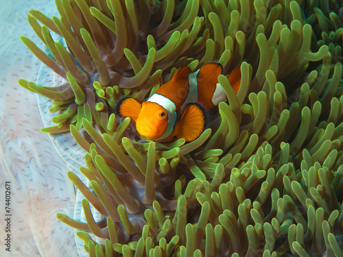 Anemonenfische sind sehr neugierig: Falscher Clownfisch in seiner Prachtanemone im Korallenriff, Unterwasserfotografie aufgenommen in Raja Ampat, Indonesien. Clownfisch in grüner Anemone. photo