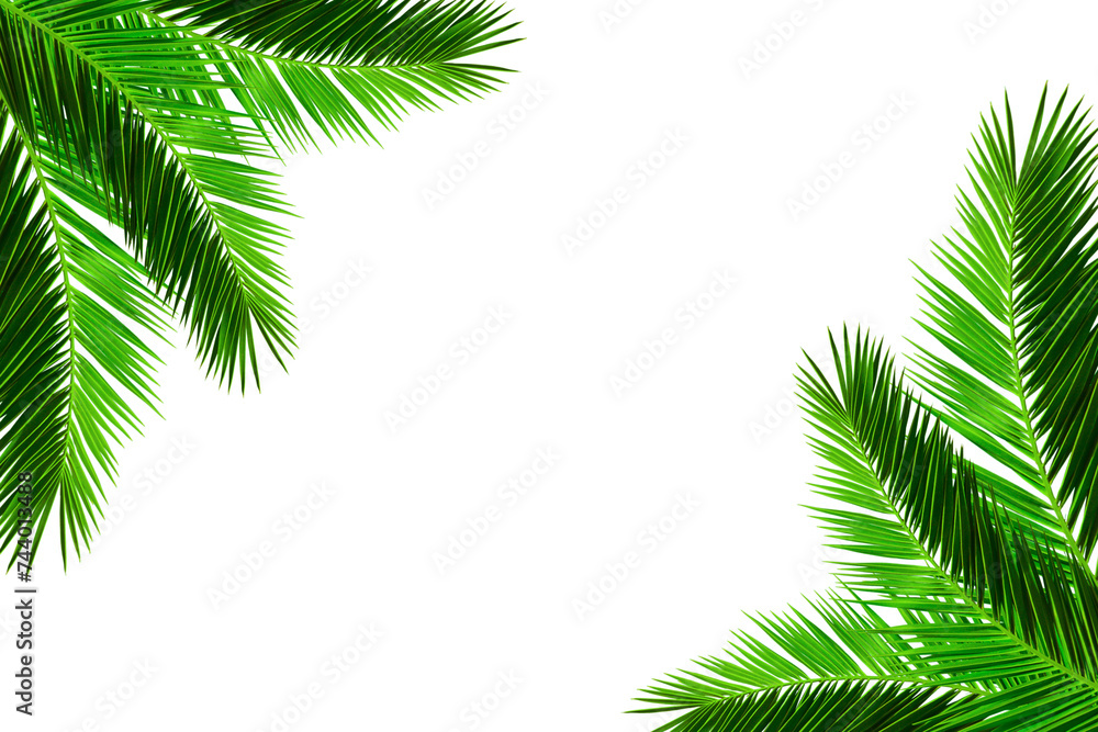 Decorative palm branches isolated on white background. Evergreen tropical plants. Natural palm tree leaves over transparent background. PNG file. Summer design element