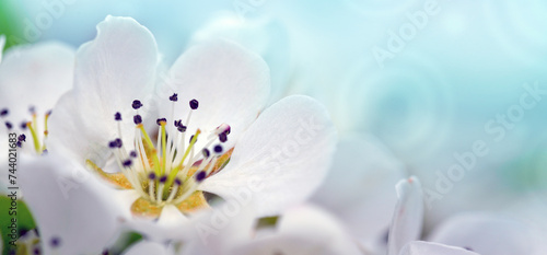 Beautiful spring pear tree blossoms against a blurred background.