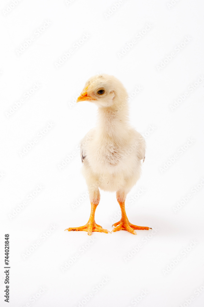 Cute little chicken isolated on white background, easter concept. Cute little chicken isolated on white background, easter concept.