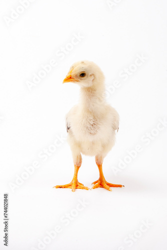 Cute little chicken isolated on white background, easter concept.	