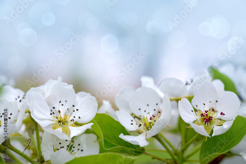 Beautiful spring pear tree blossoms against a blurred background.