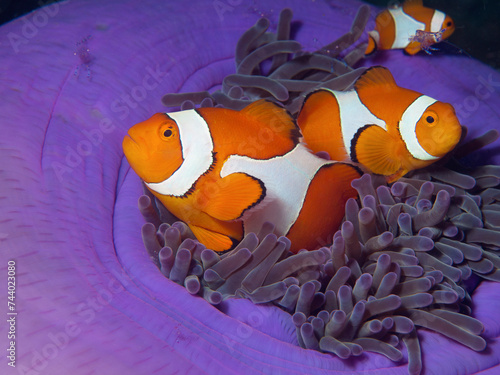 Anemonenfische sind immer in Bewegung: Falscher Clownfisch in seiner Prachtanemone im Korallenriff, Unterwasserfotografie aufgenommen in Raja Ampat, Indonesien. 3 Clownfische in Anemone photo