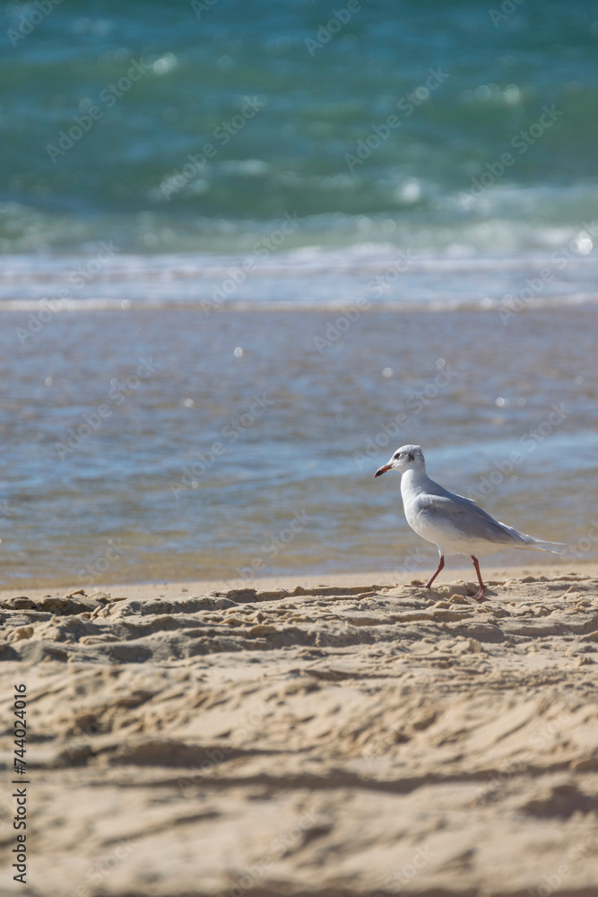 seagull walking on the beach 2