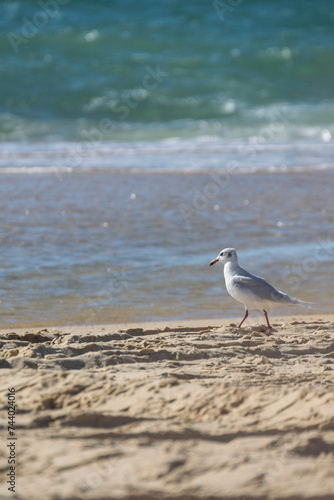 seagull walking on the beach 2