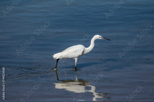 egret walking in blue lake
