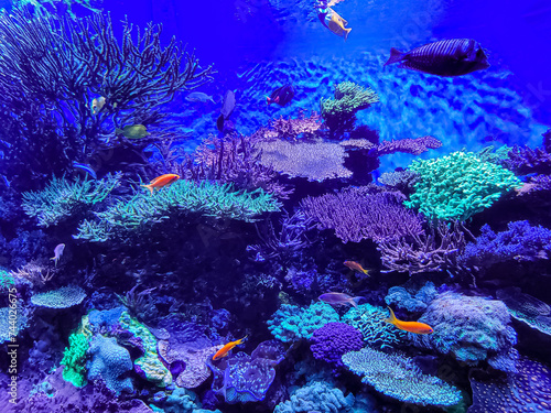 Fototapeta Naklejka Na Ścianę i Meble -  Beautiful coral reef aquarium filled with colorful corals and tropical fish swimming in the warm water.