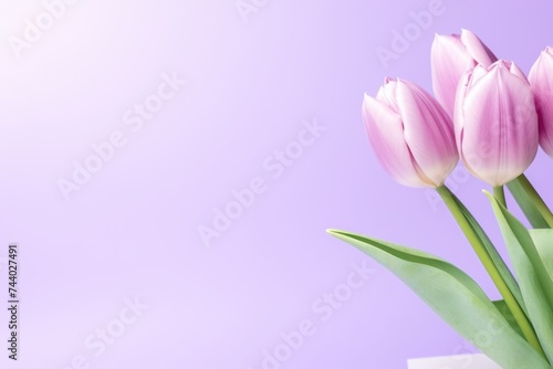 Three pink tulips in a white vase on a purple background. Ideal for floral arrangements or spring-themed designs © Fotograf