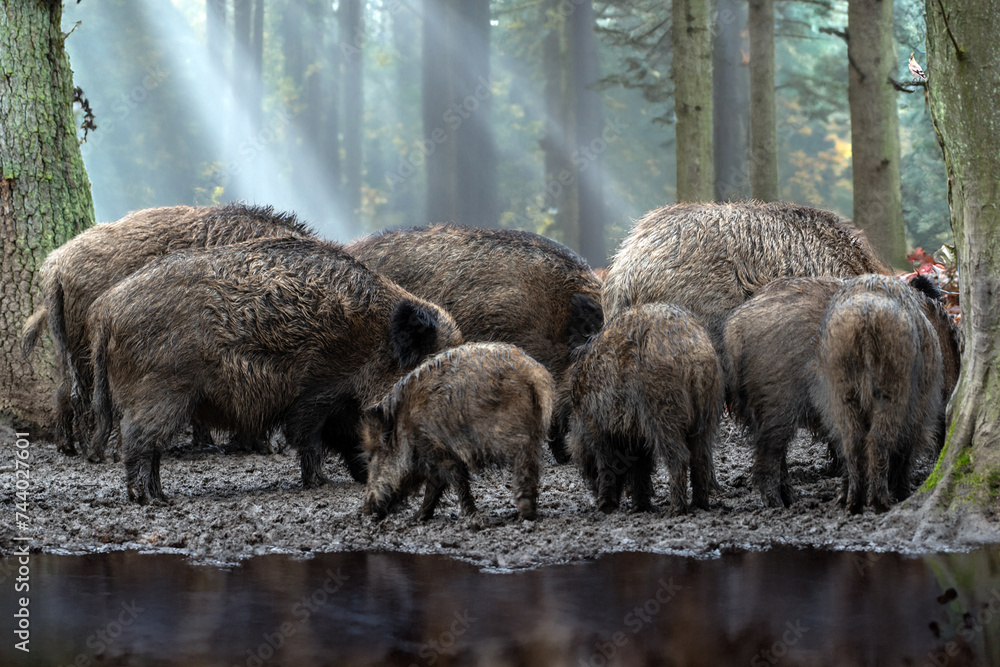 Wildschwein Rotte im Sonnenlicht Wildschwein Rotte im Sonnenlicht