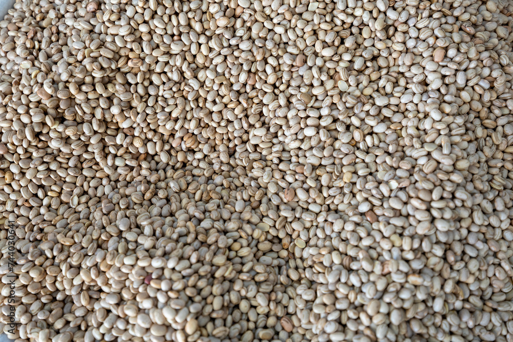 Phaseolus vulgaris is scientific name of Pinto Bean legume. Also known as Frijol Pinto and Feijao Carioca. Phaseolus vulgaris is scientific name of Pinto Bean legume. Also known as Frijol Pinto and Feijao Carioca.