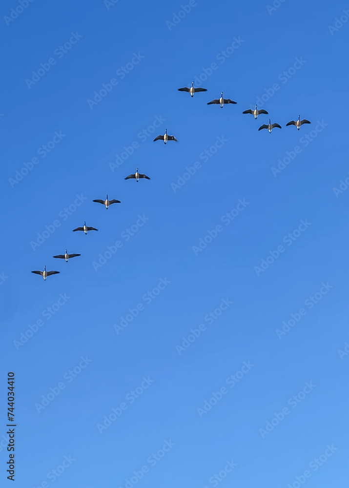 Canadian geese flying in formation against a blue sky