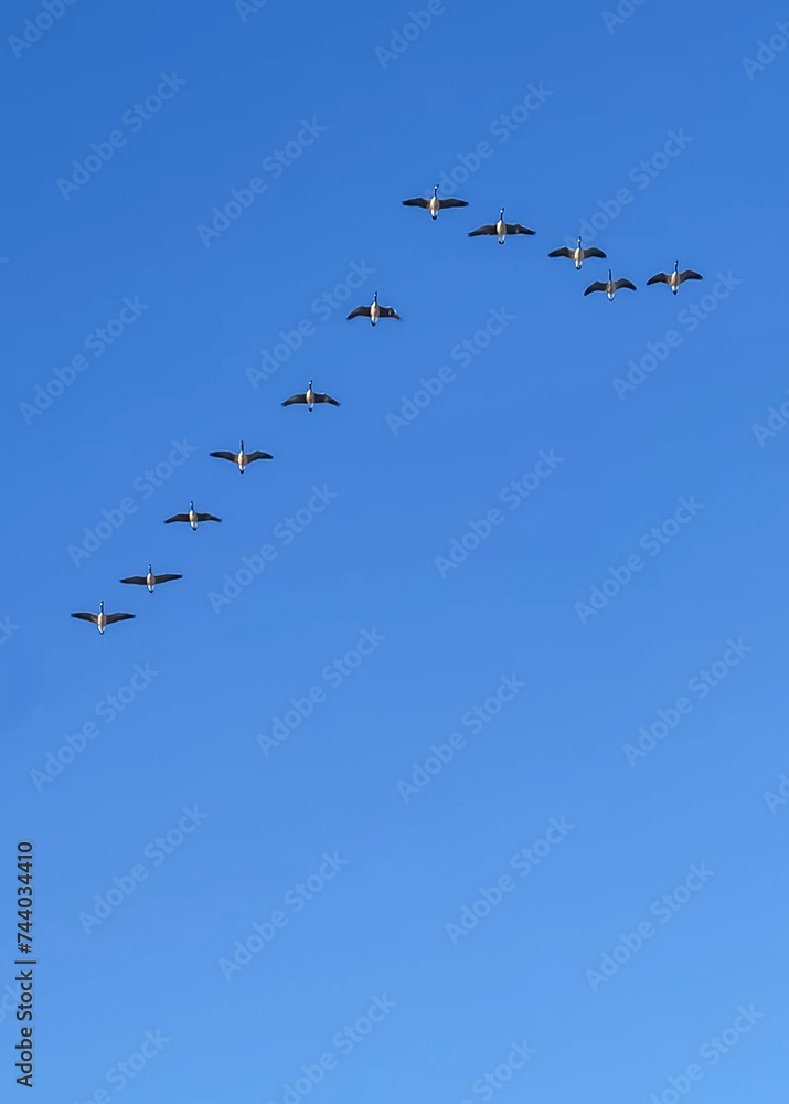 Canadian geese flying in formation against a blue sky Canadian geese flying in formation against a blue sky