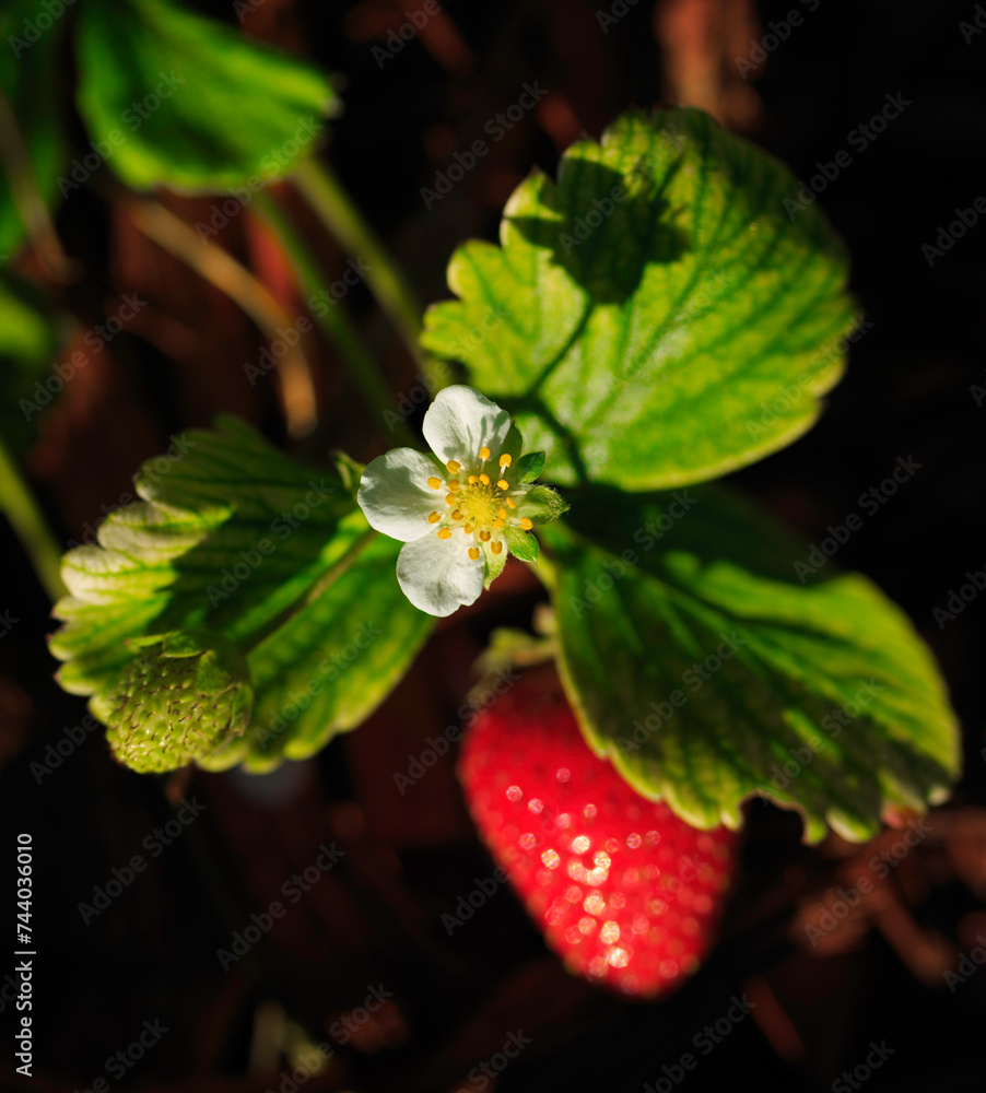 strawberry in the garden strawberry in the garden