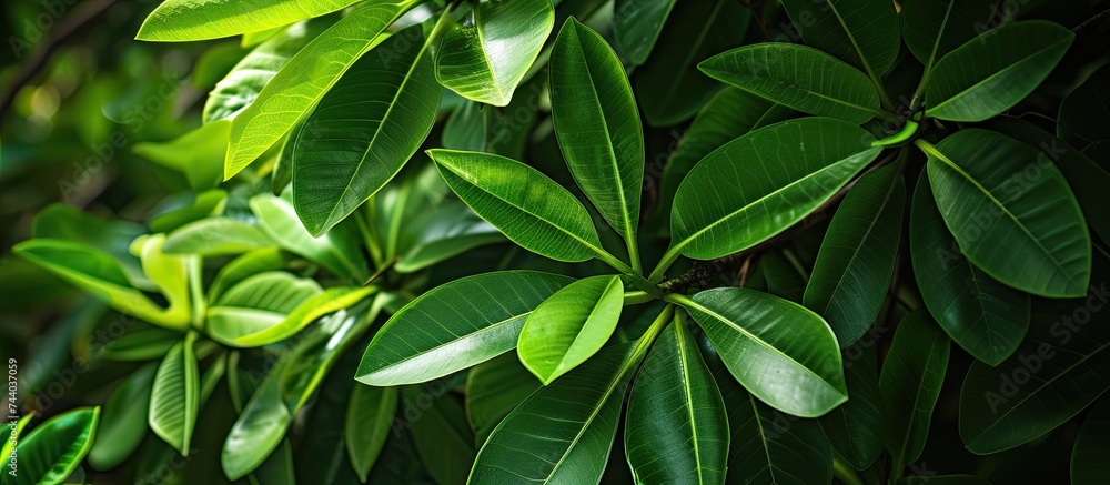 Obraz premium An abstract close-up shot of the vibrant, lush green leaves of a plumeria rubria tree.