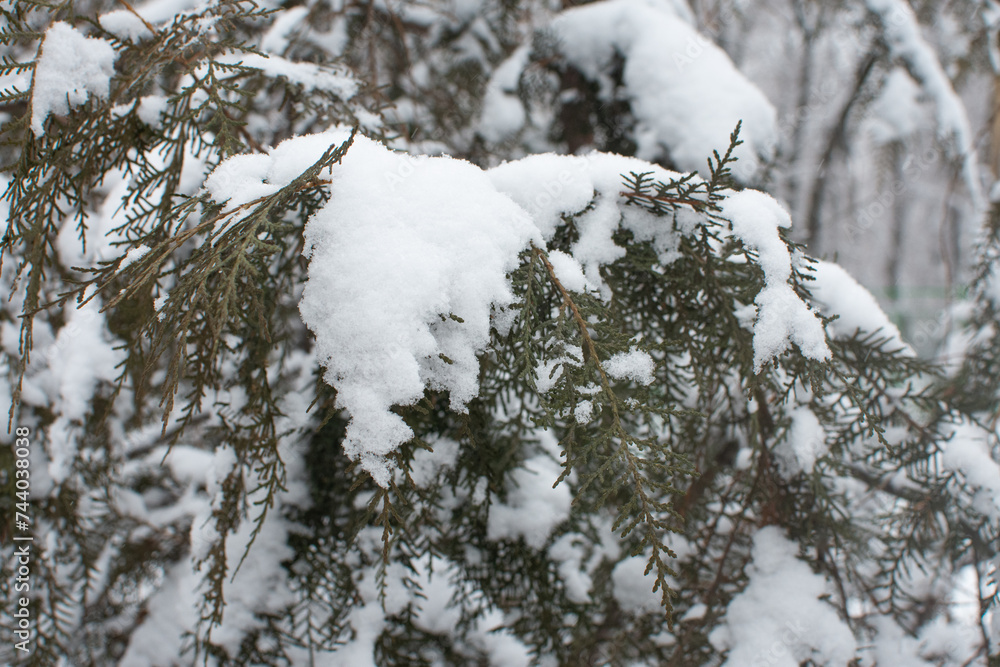 beauty in nature tree with snow. beauty in nature tree with snow.