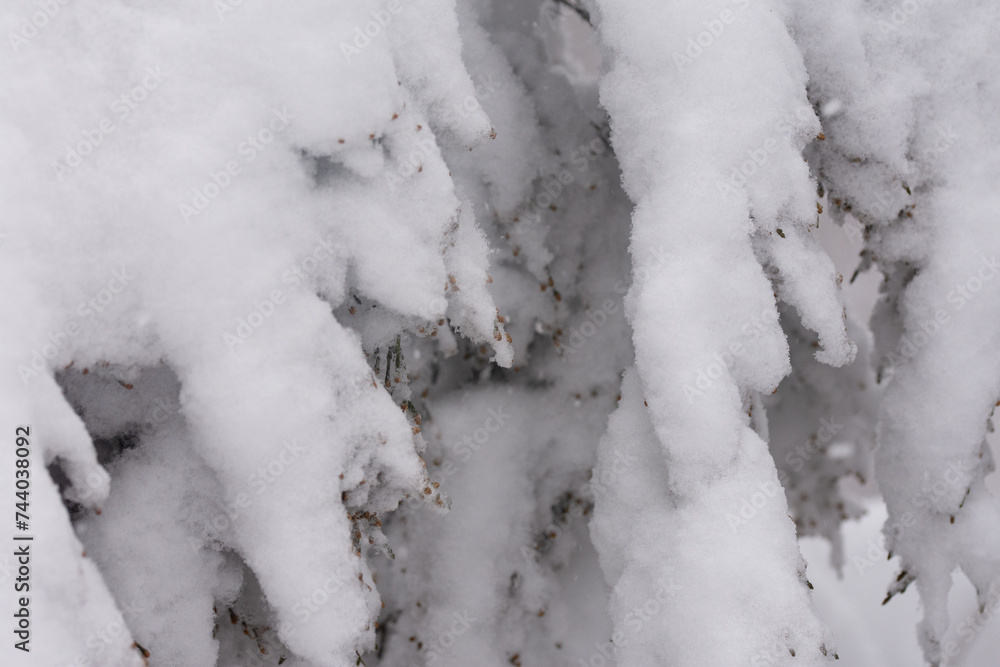 evergreen tree with snow.