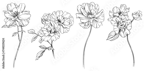 Wild rose flower isolated on white set. Hand drawn vintage illustration collection.