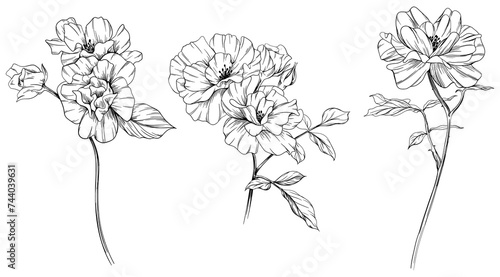 Wild rose flower isolated on white. hand drawn vintage illustration.