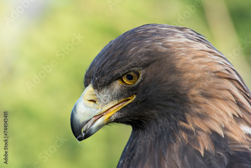Close-up of a Golden Eagle. © Bruce