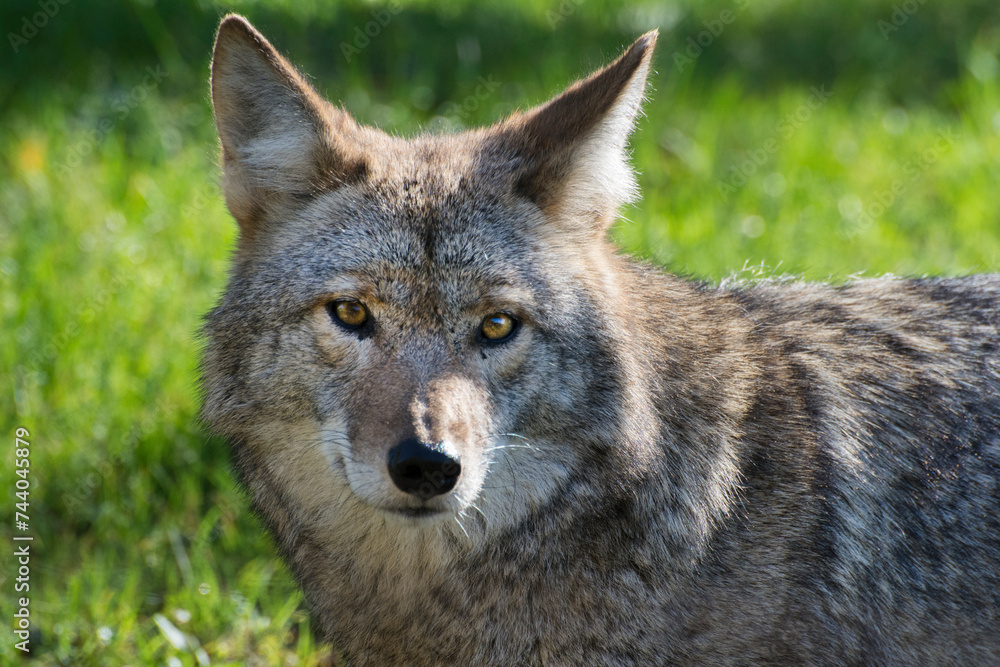 Close-up of a Coyote.