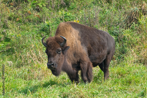 A male Bison.