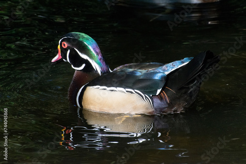 A male Wood Duck.