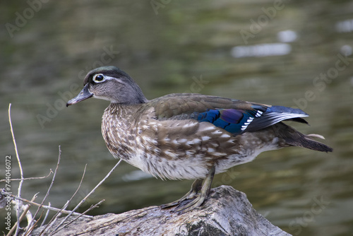 Female Wood Duck