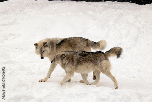 Timber Wolf friends. © Bruce