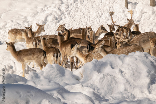 A herd of Fallow Deer in winter.