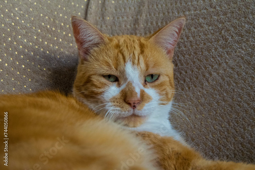 lucky, portrait of a ginger cat at home 6