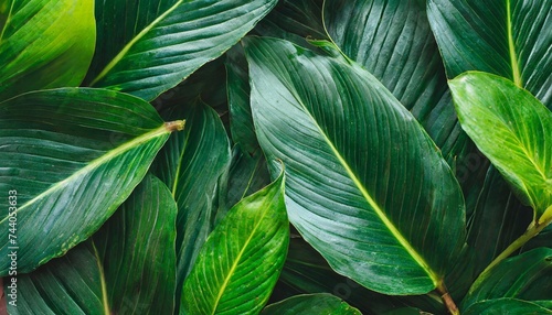 full frame of green leaves pattern background nature lush foliage leaf texture tropical leaf