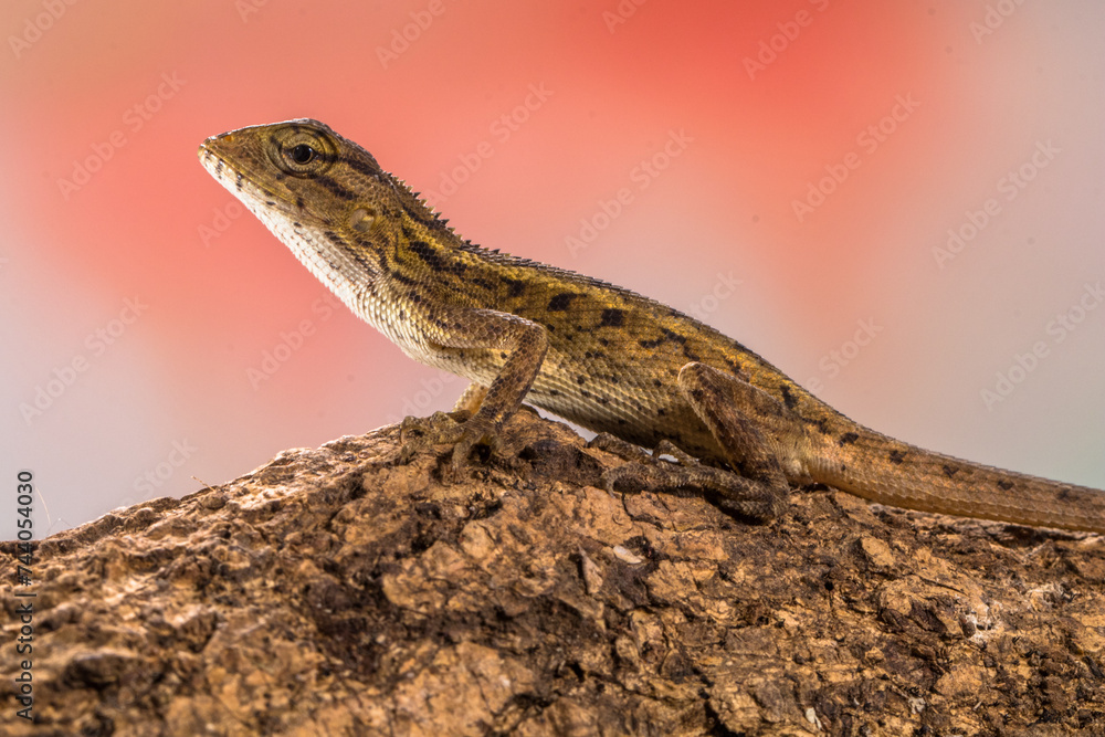 Naklejka premium The oriental garden lizard (Calotes versicolor), also called the eastern garden lizard, Indian garden lizard, common garden lizard