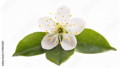plum flowers isolated © RichieS