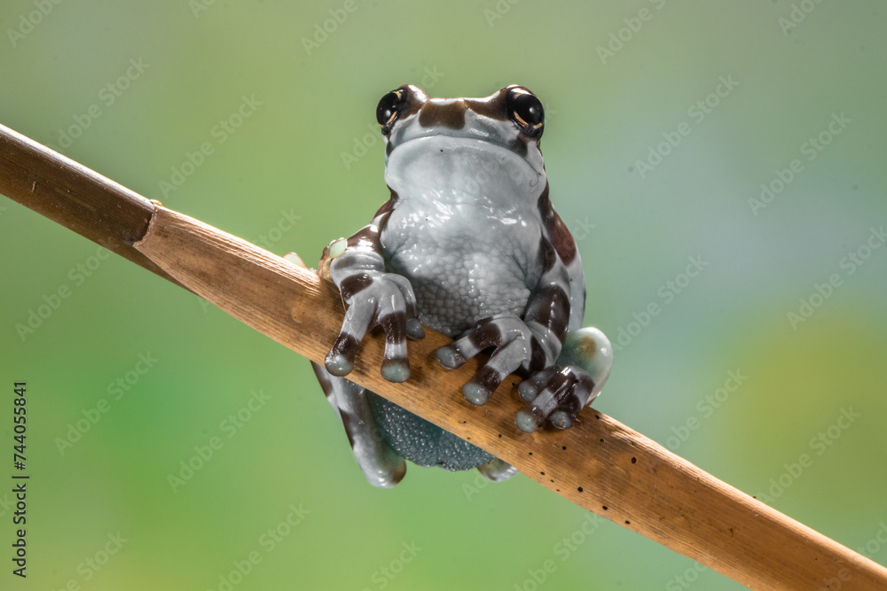 The Mission goldeneyed tree frog or Amazon milk frog (Trachycephalus