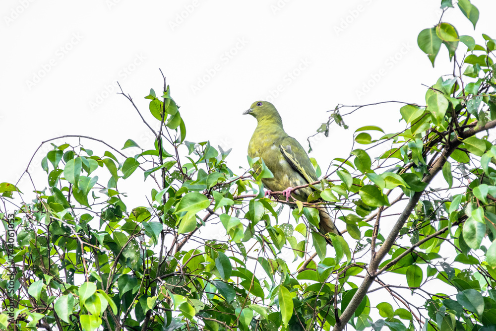 The pink-necked green pigeon (Treron vernans) is a species of bird of the pigeon and dove family, Columbidae The pink-necked green pigeon (Treron vernans) is a species of bird of the pigeon and dove family, Columbidae