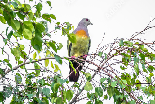 The pink-necked green pigeon (Treron vernans) is a species of bird of the pigeon and dove family, Columbidae photo