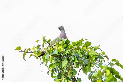 The pink-necked green pigeon (Treron vernans) is a species of bird of the pigeon and dove family, Columbidae photo