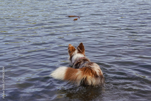 Water dog photo