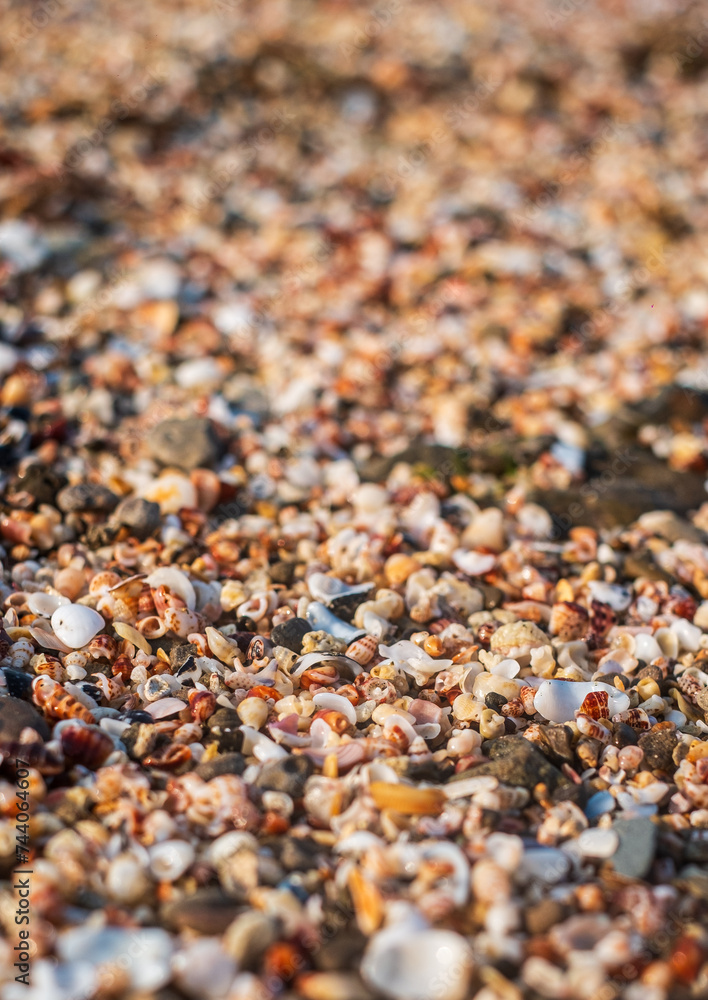 Closeup image of seashells on the beach Closeup image of seashells on the beach