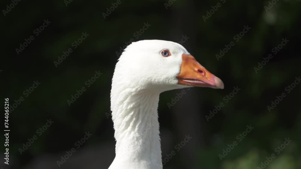 Portrait of white goose head in dark background, farm animal in rural nature Portrait of white goose head in dark background, farm animal in rural nature