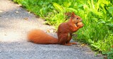 a squirrel, its fluffy tail unfurled, displaying rustic elegance.