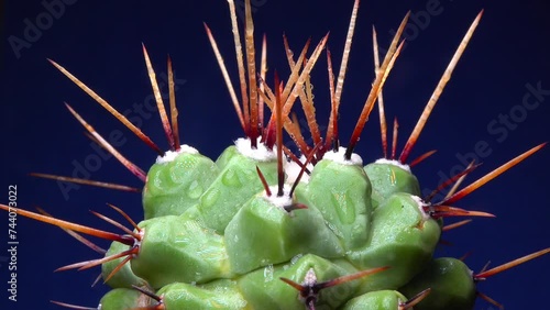 Mammillaria magnimamma - spiny cactus with large papillae in a botanical collection photo