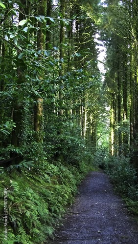 A walking trail in the middle of a thick forest with sunlight peeking through the leaves. Vertical video. panning photo