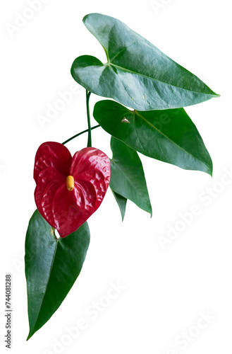 Fotografie Red anthurium flower with leaves on white background. Anthurium.